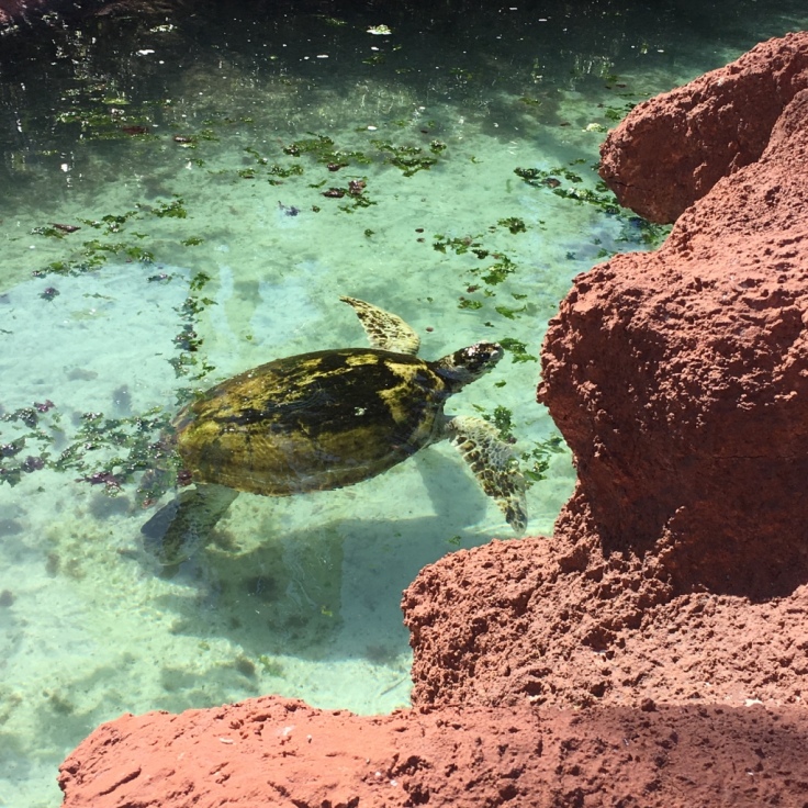 bahamas-paradise-island-tortue
